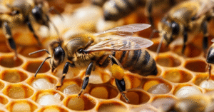 How Do Honeybees Communicate By Dancing?